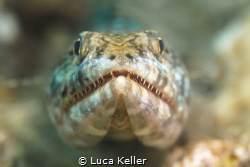 "Synodontidae" close-up by Luca Keller 